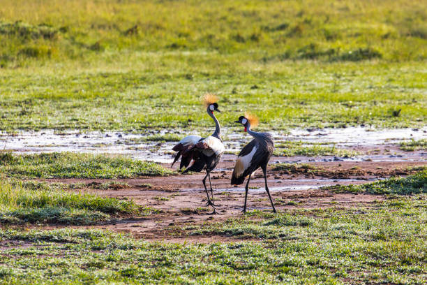 istock Crested Crane bird interacting with another crane in the African plains 1225430196