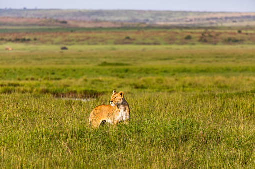 Female lioness looking out through grass during golden light in the morning. Photographed in the Maasai Mara plains Kenya, Africa.