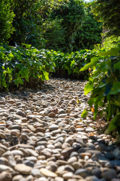 istock Stone or pebble walkway through green ivy 1225431148