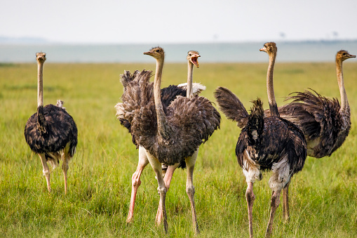 Flustered herd of ostriches making noise in the open grassy plains of Africa. Photographed in the Maasai Mara plains Kenya, Africa.