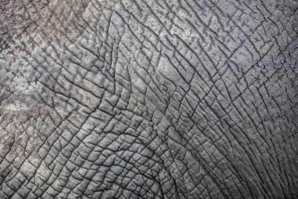 istock Close up of elephant skin texture. 1225431375