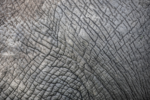 Elephant skin texture brown background