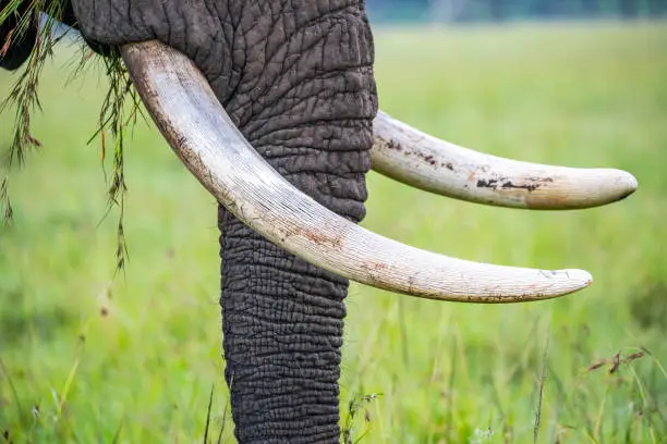 Photo of Close up of elephant tusks.
