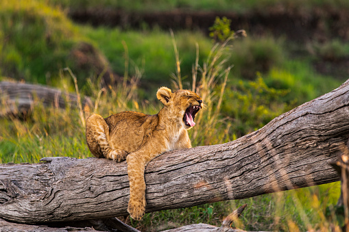 Lion cub sitting on a log yawning during golden light in the late evening. Photographed in the Maasai Mara plains Kenya, Africa.