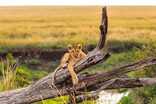 Lion cub sitting on a dead tree watching with a savannah background during golden light in the late evening. Photographed in the Maasai Mara plains Kenya, Africa.