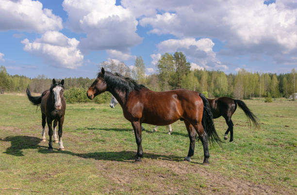 istock Group of horses graze in the meadow. 1225432194