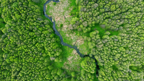 istock Aerial. River in the forest. View above. 1225432200