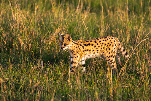 Serval hunting on the long grass in the African plains during afternoon light.