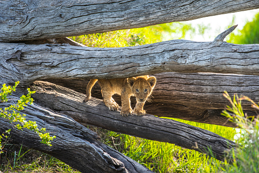 Lion cub playing in a dead tree during golden light in the late evening. Photographed in the Maasai Mara plains Kenya, Africa.