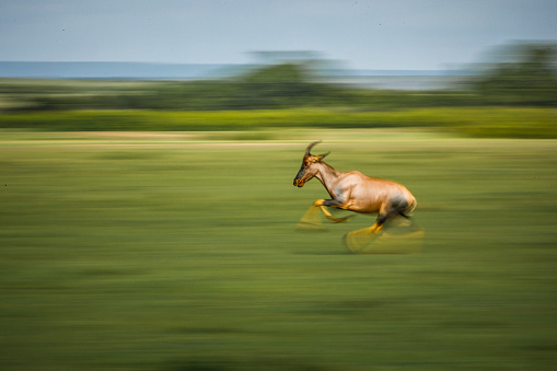 Motion blur of Topi running through green African grassland.
