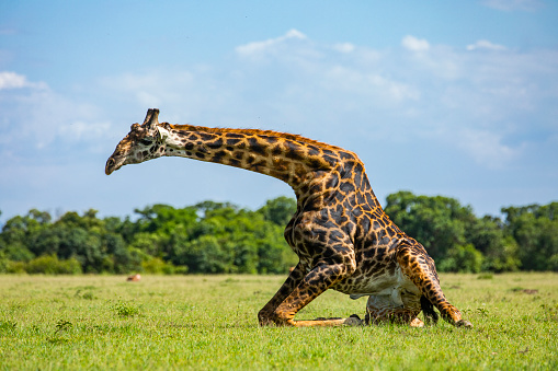 Giraffe kneeling down on a sunny day in the grasslands of Africa. Photographed in the Maasai Mara plains Kenya, Africa.