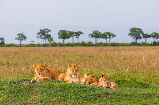 Lion relaxing in grass in the wild. Copy space.