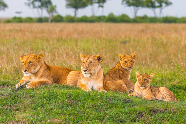 leonas hembras y familia de cachorros en las llanuras africanas - masai mara national reserve masai mara lion cub wild animals fotografías e imágenes de stock