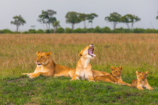 Female lionesses and family of cubs in the African plains during golden light in the evening, one of the lionesses is yawning. Photographed in the Maasai Mara plains Kenya, Africa.