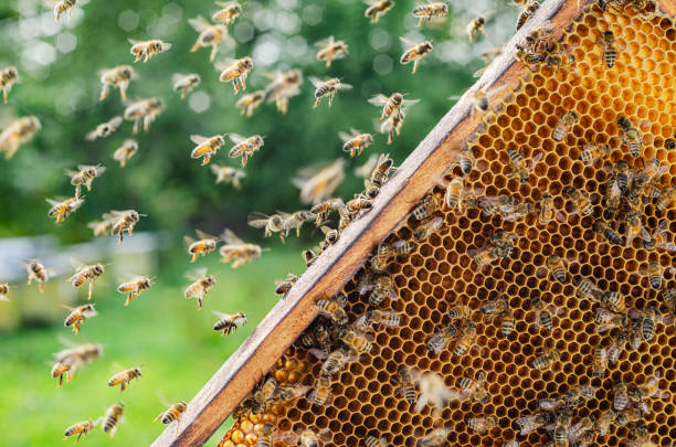 istock honey bees on honeycomb in apiary in summertime 1225433759