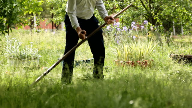 Senior man cutting green fresh grass with hand scythe