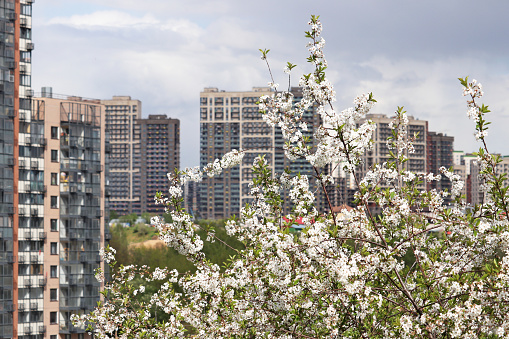Urban landscape with blooming trees at spring sunny day