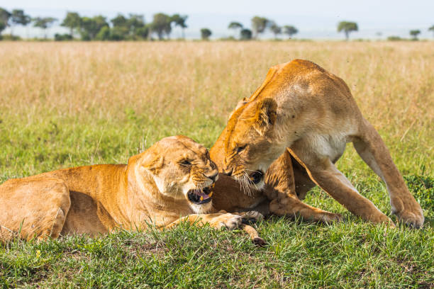 istock Two female mother lionesses showing each other affection 1225435007