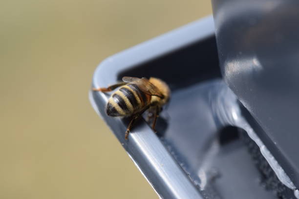 istock young bee drinking water and bringing to the colony 1225435514