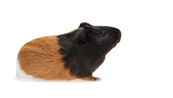 Guinea pig Cavia porcellus is a popular household pet A young tricolor Guinea pig stands sideways and looks up on white Background.