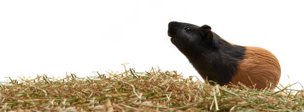 istock A young tricolor guinea pig on dry grass. 1225436159