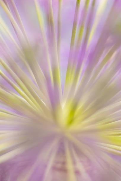 istock Blurred nature background of Allium Flower. 1225436384