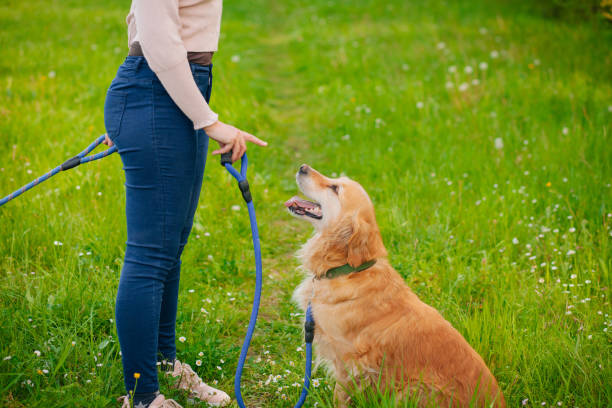 istock Woman Walking With Golden Retriever 1225436437