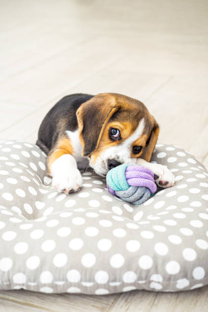 istock Cute puppy  beagle  lies in blanket at home. Vertical format 1225436515