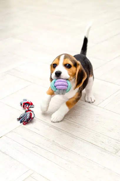 Photo of Beagle puppy plays at home with a ball. Vertical format