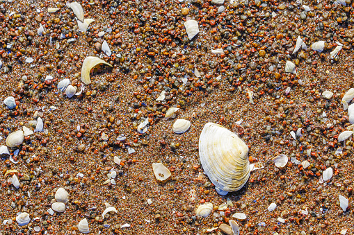 sea shore sand covered with many shells, beautiful background