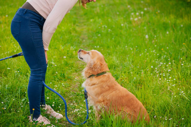 istock Woman Walking With Golden Retriever 1225438090