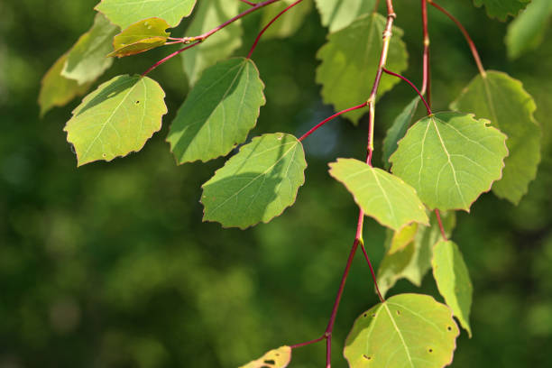 istock Young green leaves in the forest in spring 1225439076
