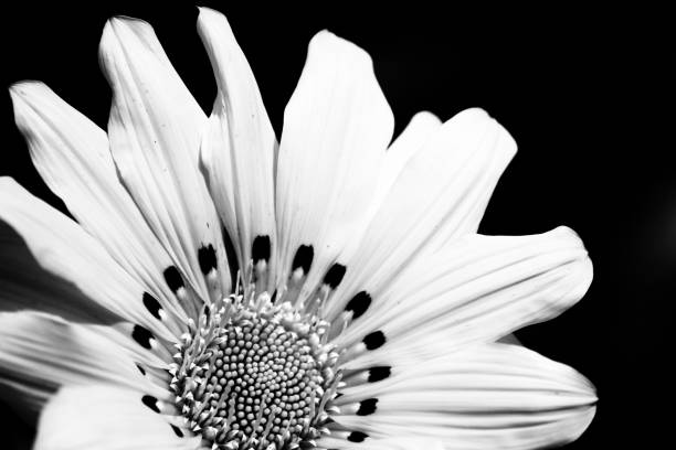 istock Gazania flower under the sun 1225439392