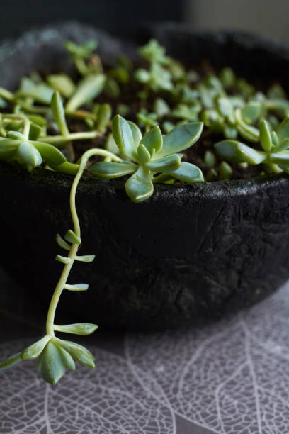 istock Green succulent plant in modern black concrete planter on kitchen background, selective focus 1225440175