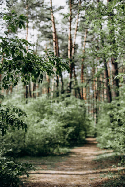 istock trees forest road sees thicket light from sky fresh air 1225440444