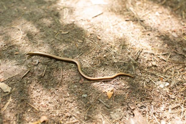 istock wild yellow snake creeping forest grass dry 1225440450