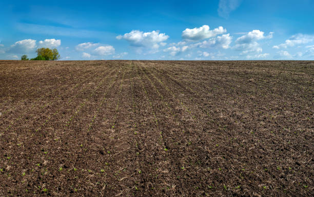 istock field of sugar beet in spring, young sprouts and sky 1225441301
