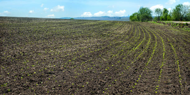 istock rows of sugar beet in spring, young sprouts at field 1225441378