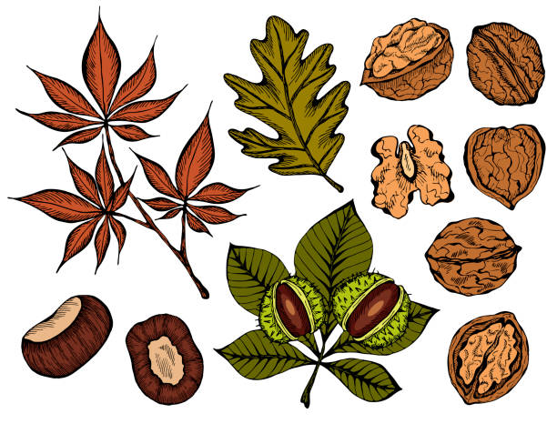 Vector illustration Vector illustration of set ink sketch hand drawn colorful walnut plant, chestnuts, Autumn leaves. Farmer market design. Vintage, retro style. Whole, half nuts seed. Healthy food, organic, Engraved. aesculus hippocastanum stock illustrations