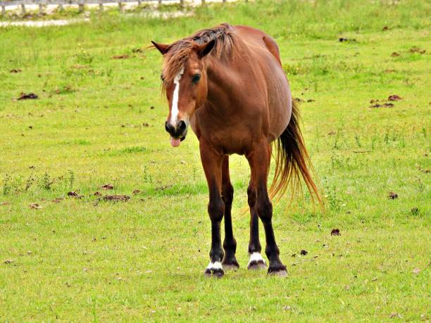 istock Horse (Equus ferus caballus) sticking out its tongue 1225445350