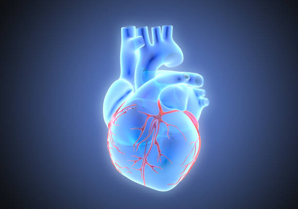 3D rendering blue transparent human heart with red vein illustration 3D rendering illustration blue x-ray human organ heart with red vein glowing isolated on dark blue background included with object clipping path pulmonary artery stock pictures, royalty-free photos & images