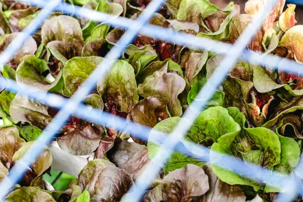 Green and red lettuce growing behind a metal grid at the vegetable market.