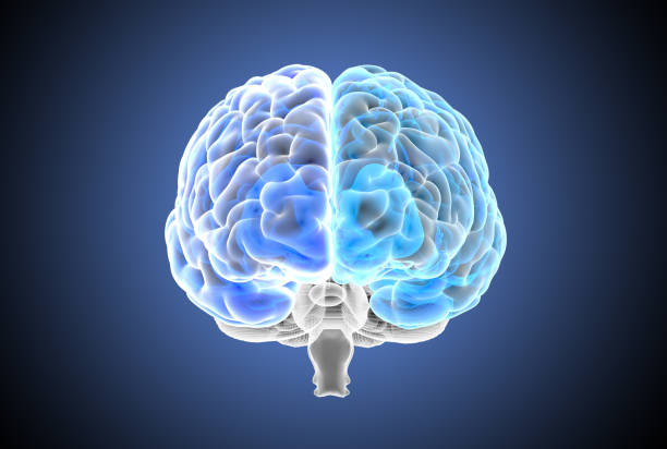 istock 3D rendering blue transparent hemispheres of human brain x-ray illustration 1225446125