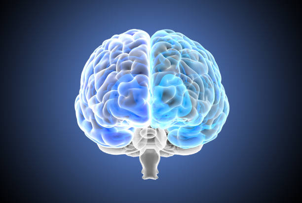 3d rendering blue transparent hemispheres of human brain x-ray illustration - frontal lobe imagens e fotografias de stock