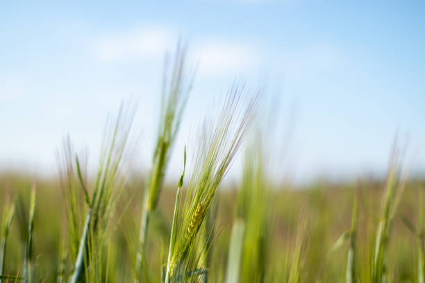 istock focus on young wheat plants with blurred background, outdoors 1225447064