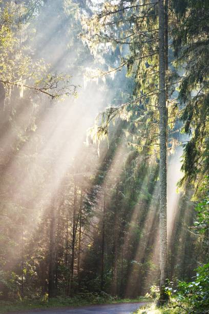 istock Sun rays flowing through the coniferous tree trunks at sunrise. Evergreen forest in a morning fog. Idyllic landscape. Environmental conservation in Finland 1225447151