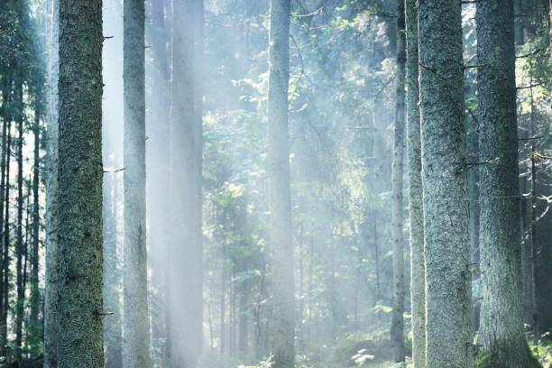 istock Sun rays flowing through the coniferous tree trunks at sunrise. Evergreen forest in a morning fog. Idyllic landscape. Environmental conservation in Finland 1225447207