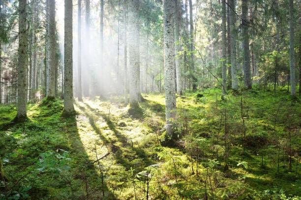 istock Sun rays flowing through the coniferous tree trunks at sunrise. Swampy evergreen forest in a morning fog. Young fir and tall pine trees. Idyllic landscape. Environmental conservation in Finland 1225447227