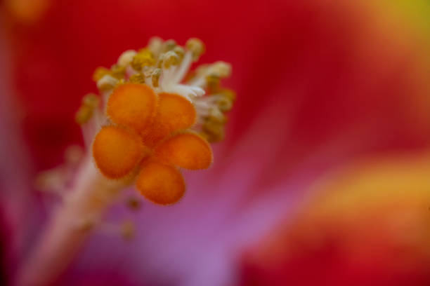 Close up of Hibiscus Flower, stigma, pollen sacs, anthers, pistil