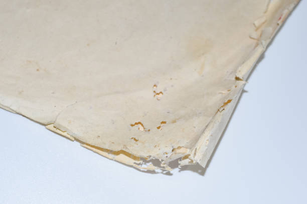 銀魚で飲み込んだ紙。ビニール封筒に銀魚を破壊する痕跡。 - zygentoma ストックフォトと画像